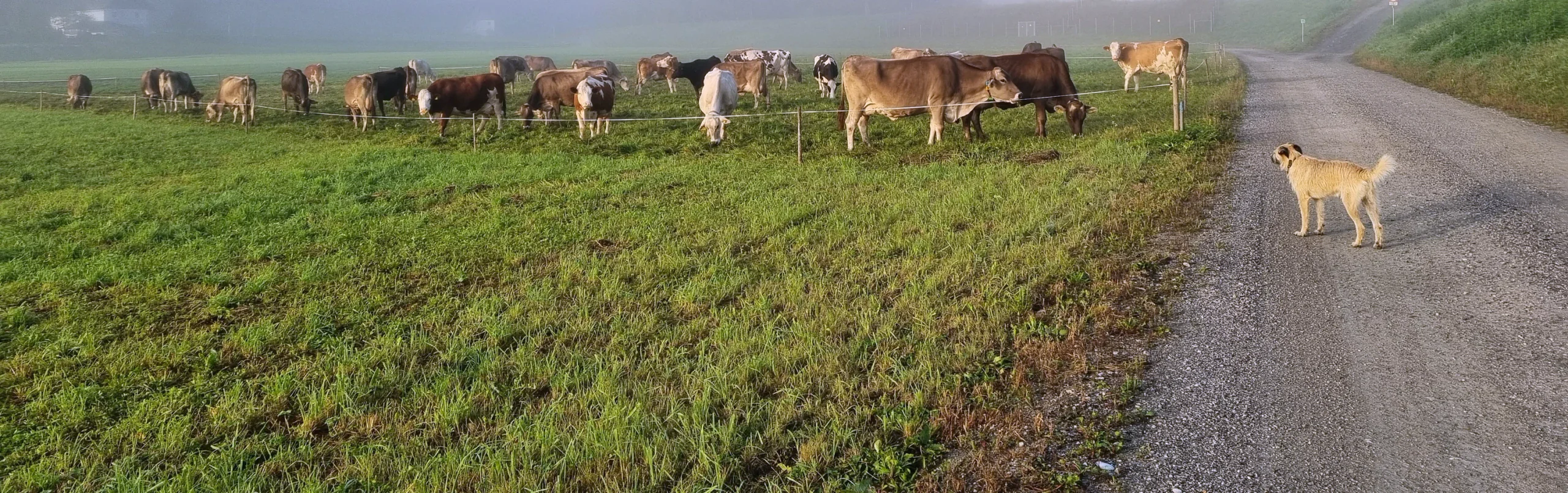 Kühe auf der Weide im Morgennebel, auf dem Weg daneben steht ein Hund