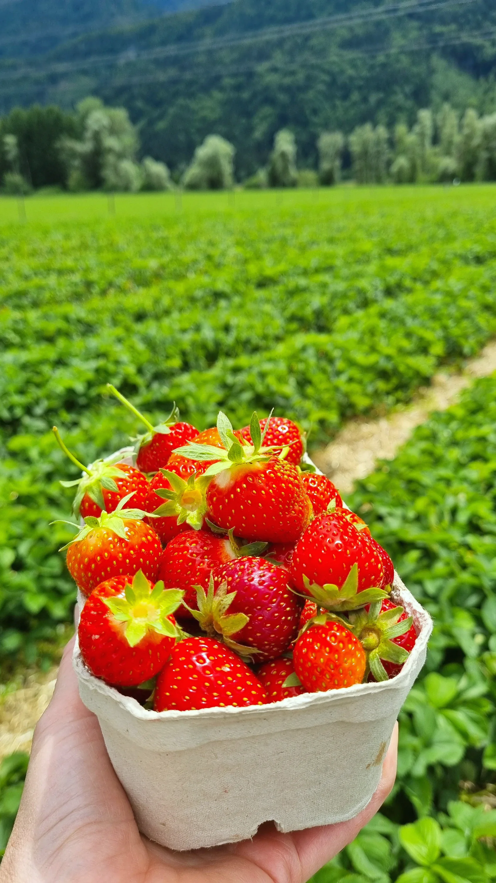 Eine Schale frisch gepflückter Erdbeeren in der Hand, dahinter die Reihen des Erdbeerfelds