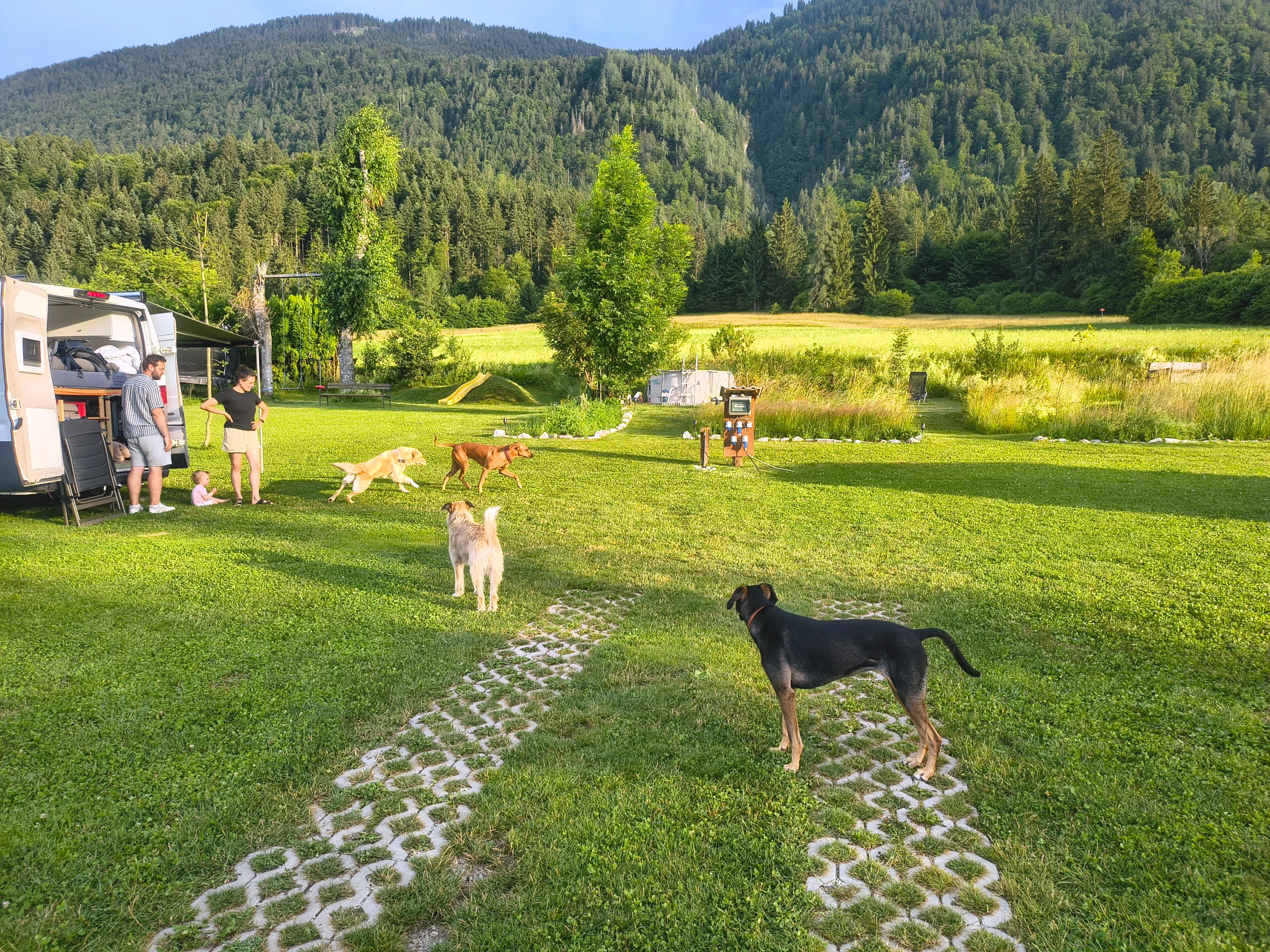 Sommerabend auf der Wiese, am Rand steht ein Campervan, vier Hunde laufen über das Gras