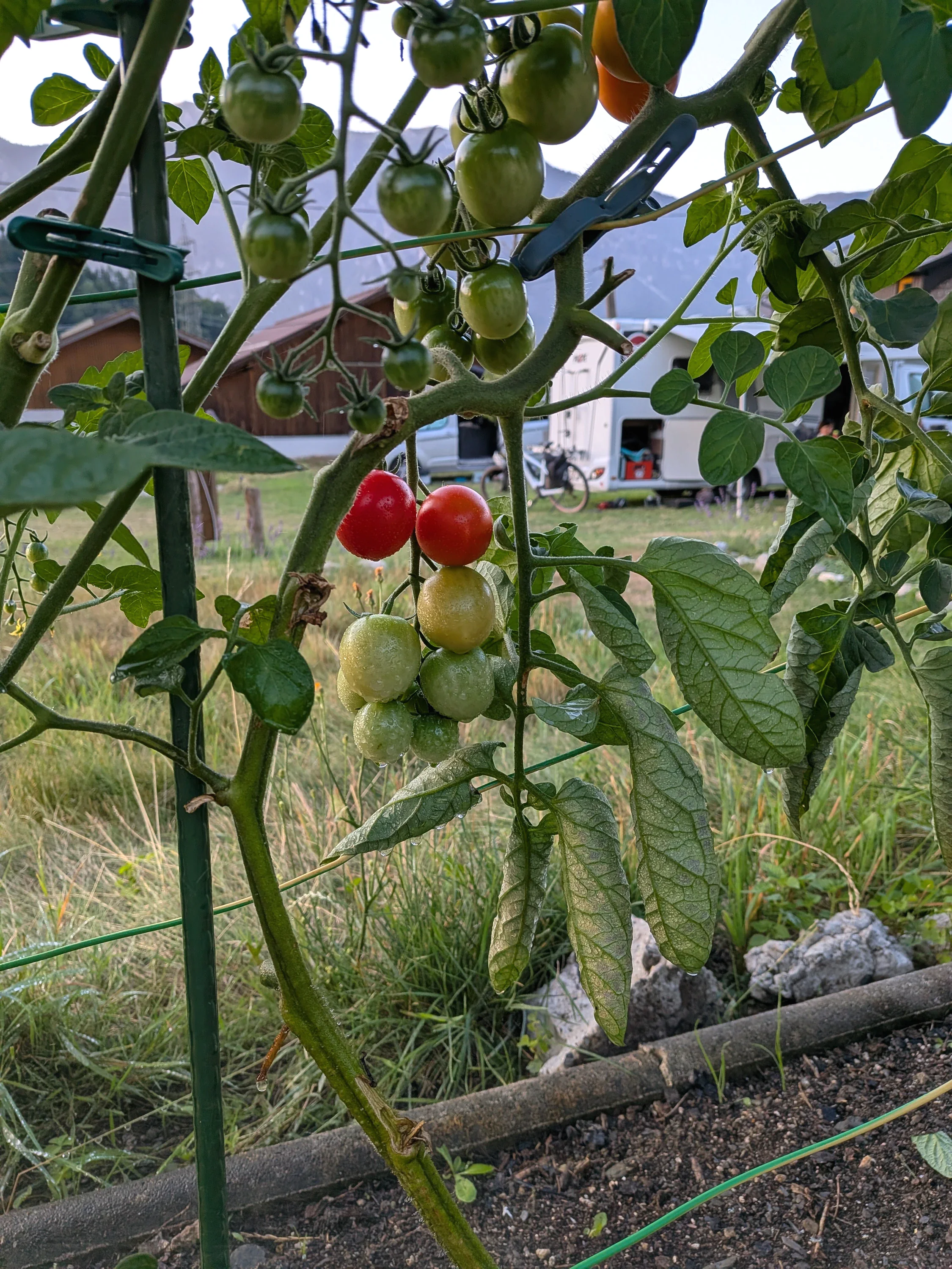 Reife Tomaten an der Pflanze im Garten, dahinter die Stellplatzwiese